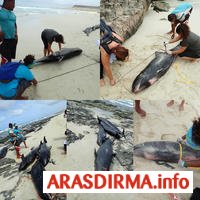 Yüzlərlə delfin sahilə atıldı - Foto