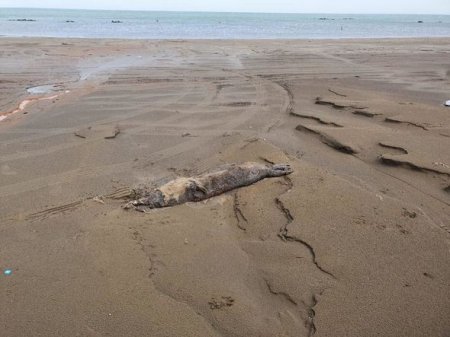 Novxanı sahillərində suiti cəsədləri aşkarlandı - FOTOLAR
