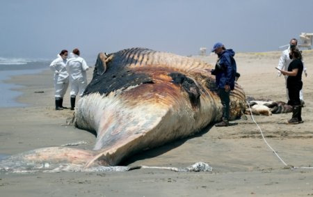 Ölü balinanın qarnını yaran balıqçılar milyonçu oldu