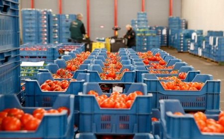 Şəmkirdə 4 ton pomidor 75 manata satıldı – Məmurlar bazarı ƏLƏ KEÇİRİB 