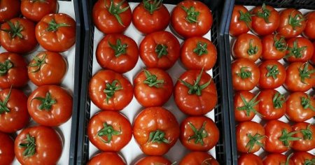 Pomidor nə üçün kəskin bahalaşıb? – Səbəblər açıqlanır (VİDEO)