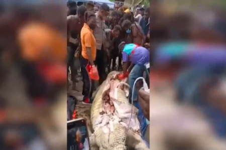 Çayda yoxa çıxan kişi timsahın mədəsində tapıldı - VİDEO