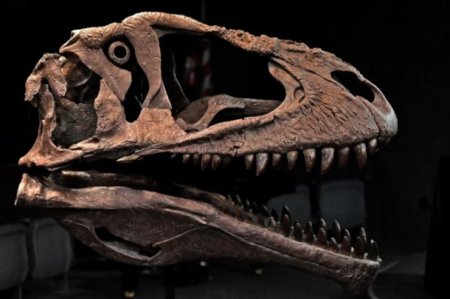 10 tonluq dinozavrın qalıqları tapıldı
