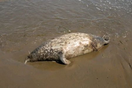 Sumqayıt sahilində suiti ölüb- FOTO