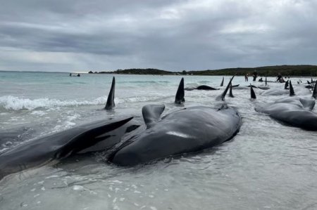 Avstraliya sahillərində dəhşətli mənzərə: Delfinlər kütləvi şəkildə can verdilər