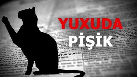 Yuxuda pişik görmək görün nəyə işarə imiş — Yuxu yozmaları